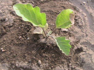 Eggplant Transplanted to Garden