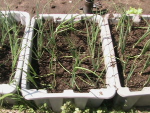 Onions in Totes Recently Weeded