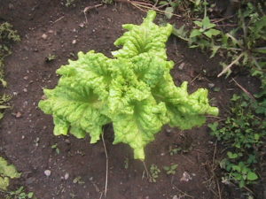 Lettuce Plant Harvested