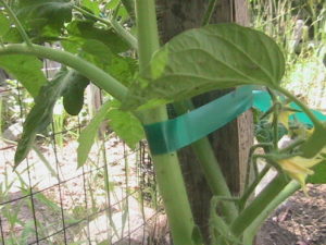 Tied Tomato Plant #2