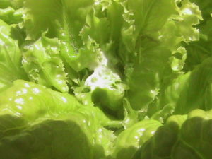 Center of Lettuce Plant Cut