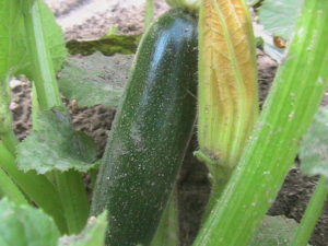 First Zucchini Growing