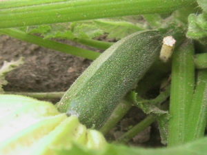 Second Possible Zucchini