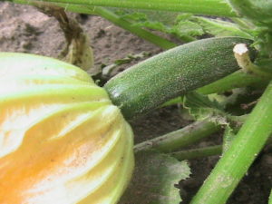 Zucchini with Flower Attached