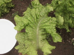 One Iceberg Lettuce Leaf