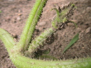 Very Tiny Cucumber Prior to Flowering