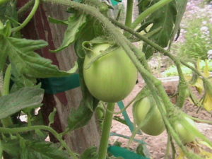 Possible Roma Tomatoes