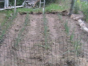 Onions Weeded and Mulched