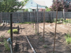 Tomatoes Staked