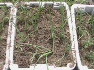 Mulch Added to Onion Totes
