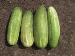 Four More Cucumbers Picked