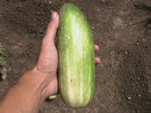 Large Cucumber