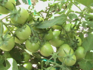 Cluster of Cherry Tomatoes