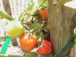 Cherry Tomatoes Starting to Ripen