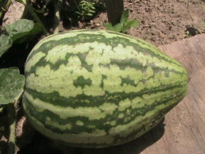 First Watermelon