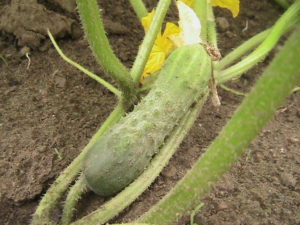 First Cucumber Pollinated