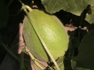 First Honeydew Melon