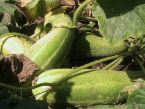Cluster of Cucumbers
