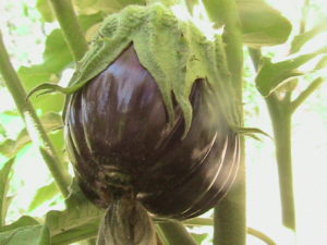 First Eggplant Growing
