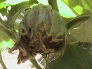 Second Eggplant Growing