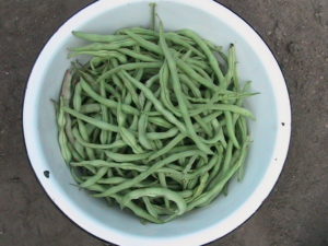 Another Pole Bean Harvest