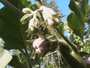 Cluster of Eggplant Flowers