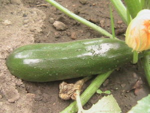 Small Zucchini Growing From Plant