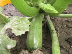 Small Zucchini Growing on Plant #2