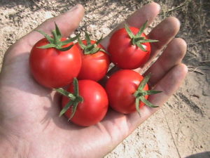 Large Cherry Tomatoes