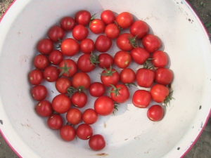 First Cherry Tomato Harvest of 2016