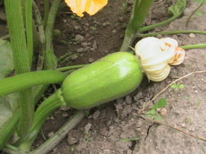 Possibly Pollinated Pumpkin