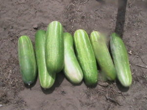 Cucumber Harvest #2