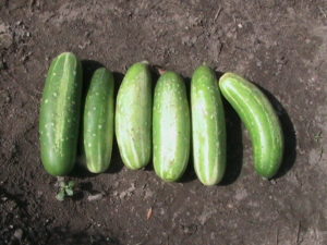 Harvested six Cucumbers