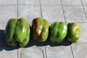 Four Peppers Picked