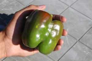 Large Pepper Turning Red