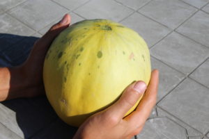 First Honeydew Melon Picked