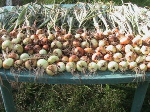 Onions Harvested