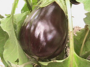 Eggplant Almost Ready for Picking