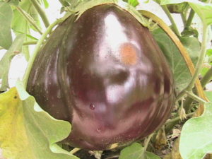 Eggplant #2 Almost Ready for Picking