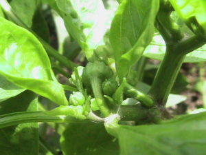 Pepper Flower Buds