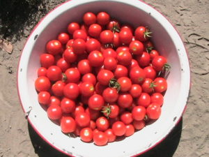 154 Cherry Tomatoes