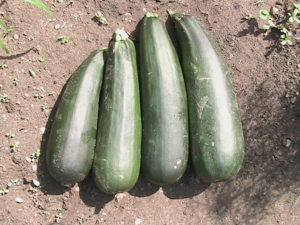 Four Zucchini Harvested