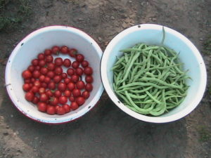 Cherry Tomatoes and Pole Beans
