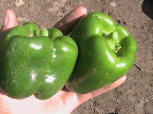 First Peppers Picked