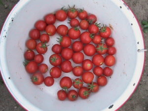 Cherry Tomato Harvest