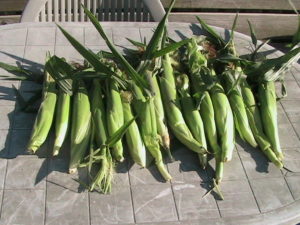 17 Ears of Corn Picked