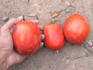 Roma Tomato Harvest