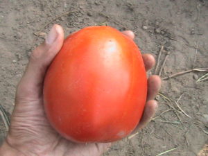 One Pound Roma Tomato