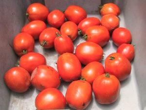 Large Roma Tomato Harvest