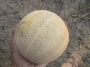 First Melon Harvested